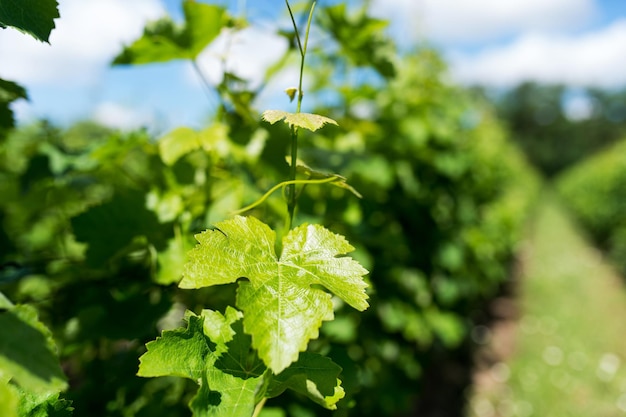 Close up of vineyard vines