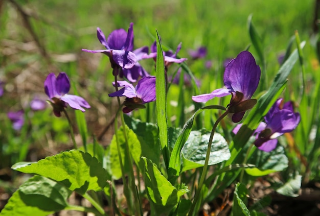 Close up of viola flowers growing in soil