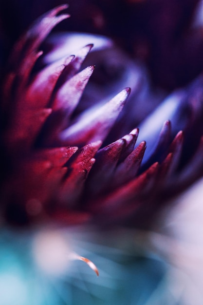 Foto prossimo piano di un fiore di cactus viola