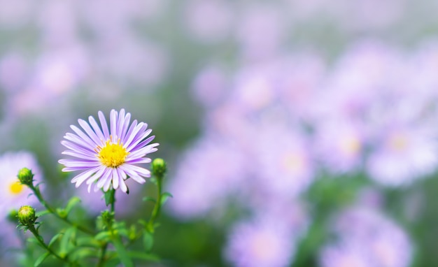 自然の日光の分野で紫色の花を閉じる