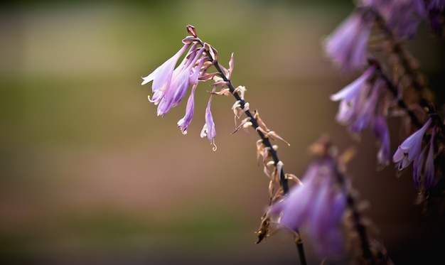 紫の花のクローズアップ。夕陽の花