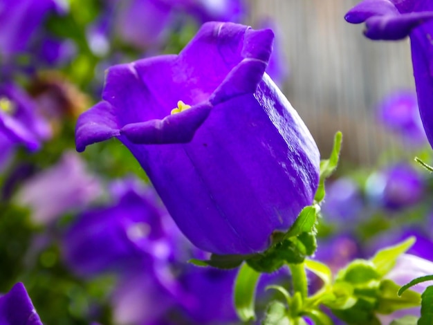 Foto prossimo piano del fiore viola