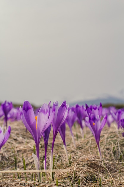 Close up violet saffron crocus flowers texture concept photo