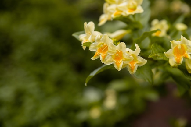 晴れた春の日の庭で満開の花と鮮やかな黄色と白のWeigelaflorida植物のクローズアップソフトフォーカスで撮影された美しい屋外の花の背景