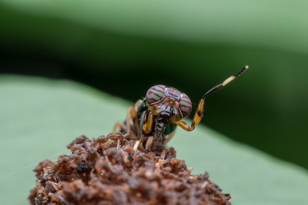 Close-up vliegen of Stratiomyidae