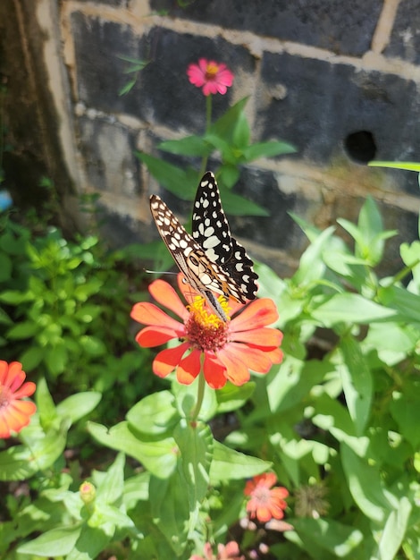 Close-up vlinder op roze bloem mooie monarch in de natuur