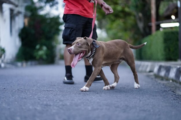 Close-up vooraanzicht van een pitbullhond waarmee wordt gespeeld in een stedelijk gebied