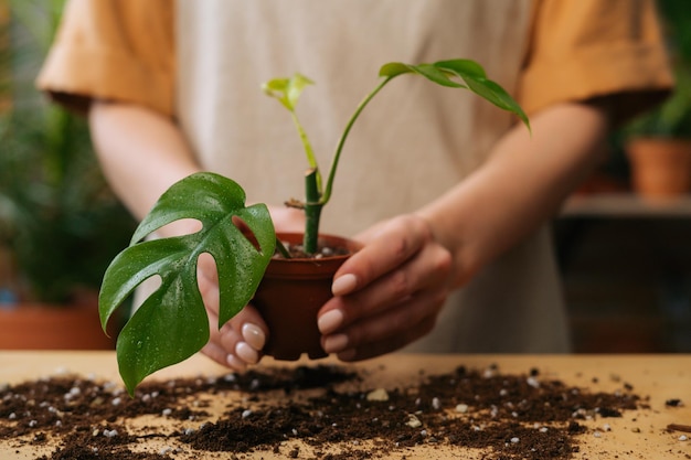 Close-up vooraanzicht van onherkenbare jonge vrouw tuinman in schort werken met grond verplanten potplanten aan tafel in huis