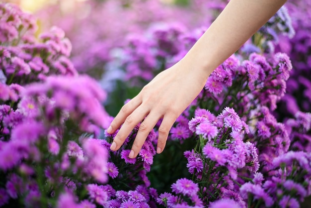 close-up vrouw hand met paarse snijder bloem in de tuin