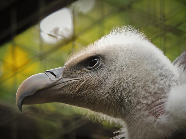 動物園のハゲワシのクローズアップ