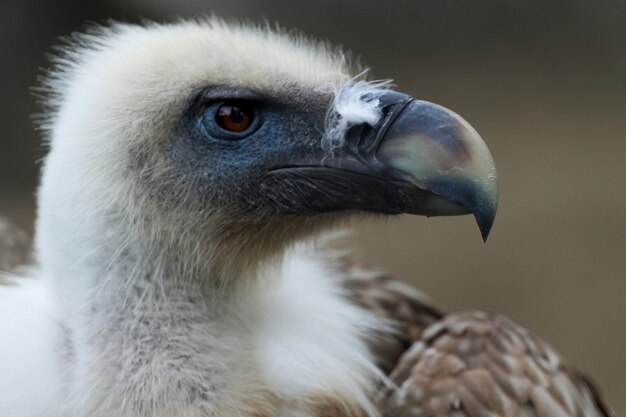 Photo close-up of vulture