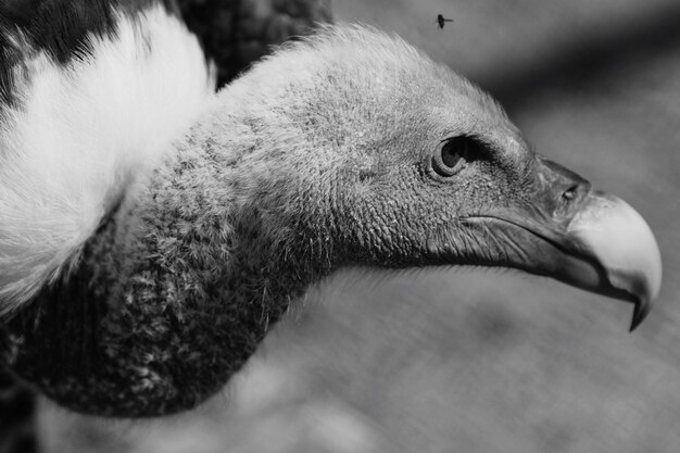 Photo close-up of vulture