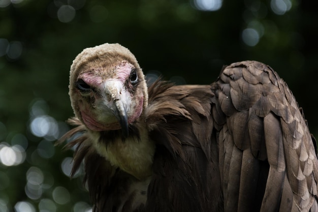 Photo close-up of vulture