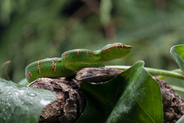 Close-up of Wagler's Pit Viper