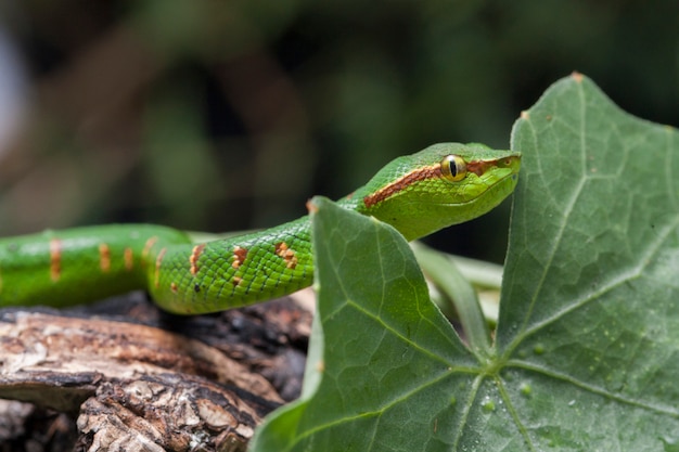 Primo piano di wagler's pit viper