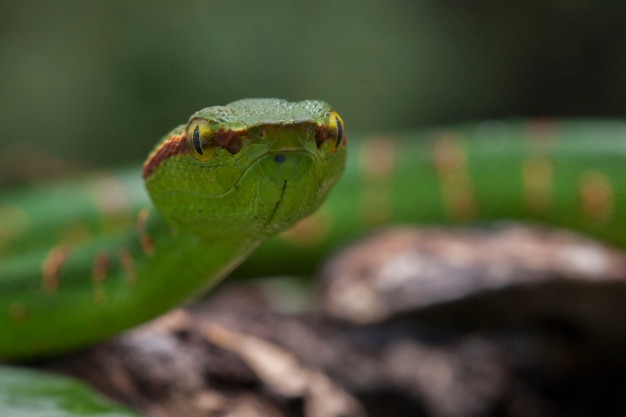 Close-up of Wagler's Pit Viper