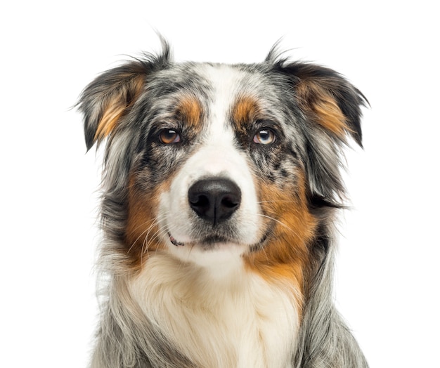 Close-up of an wall-eyed Australian Shepherd looking at the camera