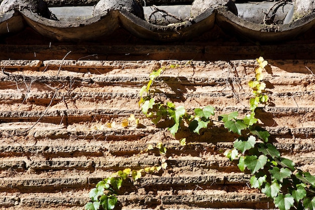 Foto un primo piano di un muro con una vite che cresce su di esso