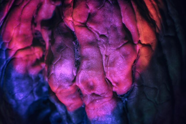 Close-up walnoot schelp extreme in roze licht achtergrond textuur voor het ontwerp Macro Fotografie View