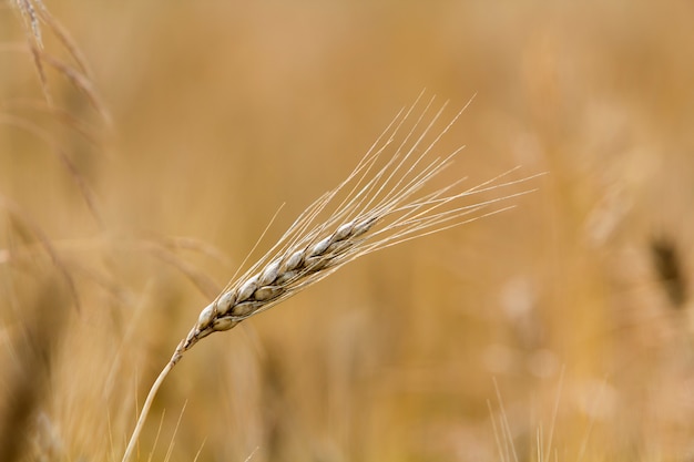 Close-up of warm colored golden yellow ripe focused wheat head on sunny summer day on soft blurred foggy meadow wheat field light brown background. Agriculture, farming and rich harvest concept.