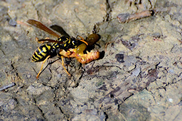 Photo close-up of wasp attacking insect
