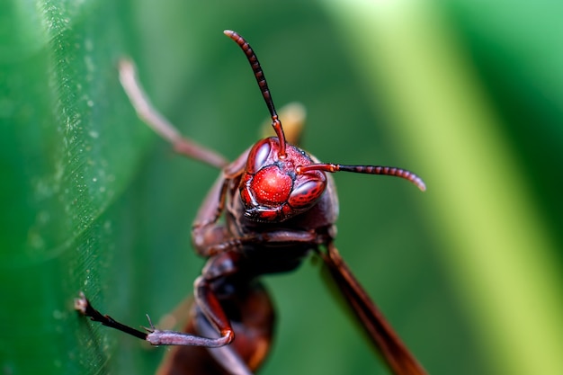 Close up of wasp on the branch