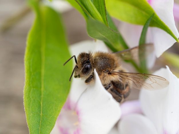 Close up of a wasp on a flower