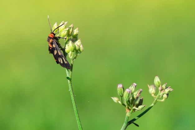 Close up wasp moth on grass flowers