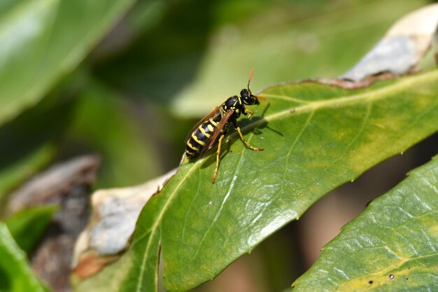 Close-up of wasp on plant