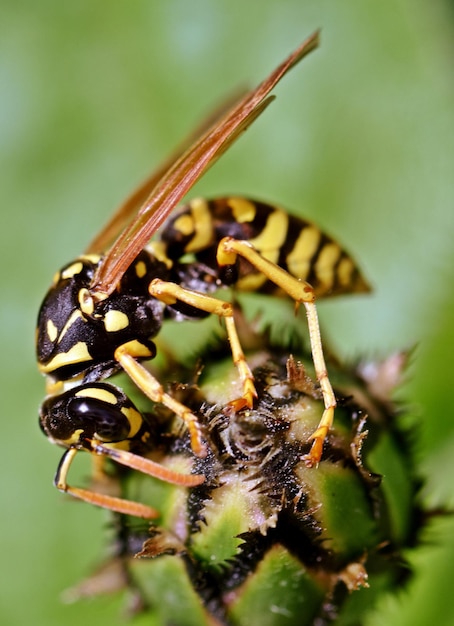 close up of a Wasp in sunlight