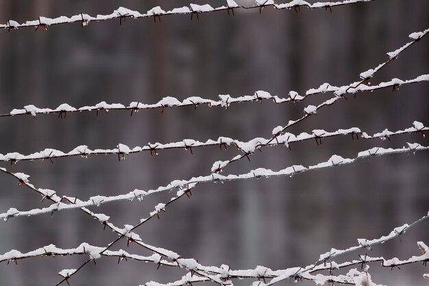 Photo close-up of water on branch