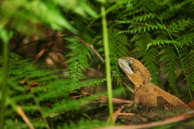 Close-up of water dragon