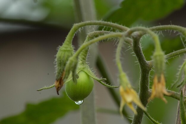 Foto close-up della goccia d'acqua sul germoglio