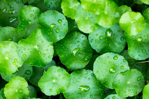 Foto close up goccia d'acqua su foglie gotu kola, pennywort asiatico, pennywort indiano, sfondo foglia verde, tiger herbal