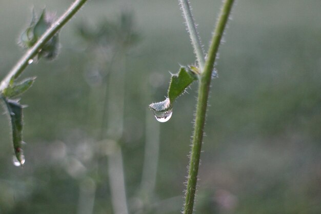 Foto close-up di una goccia d'acqua sull'erba