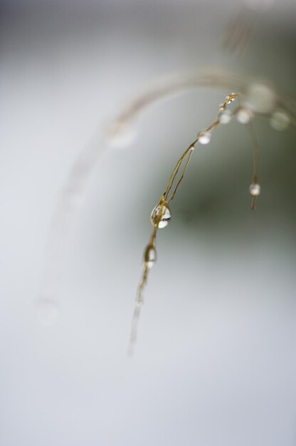 Photo close-up of water drop on grass