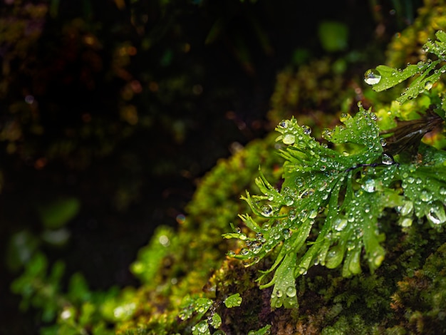 Chiuda sulla goccia di acqua sulle foglie verdi