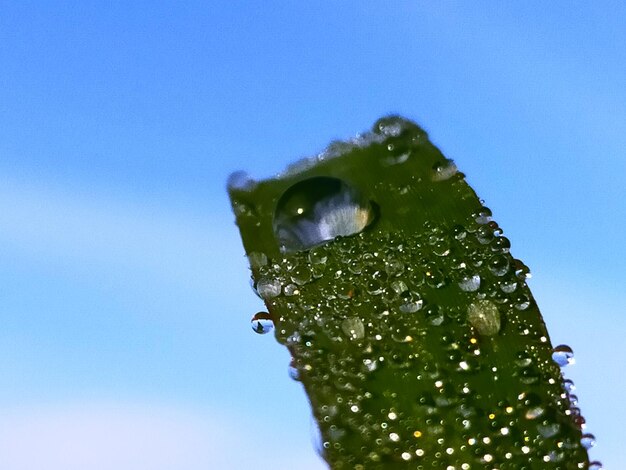 Close-up of water drop on leaf against blue sky