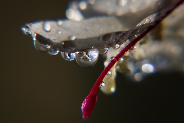 Foto close-up di una goccia d'acqua sulla foglia