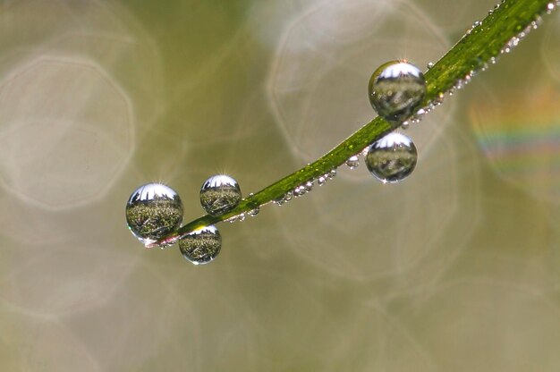 Foto close-up di una goccia d'acqua sulla foglia