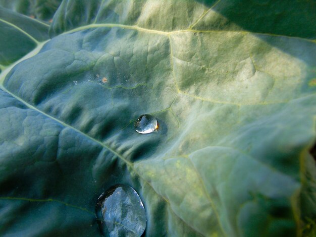 Close-up of water drop on leaf