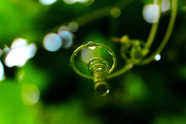 Foto close-up di una goccia d'acqua sulla foglia