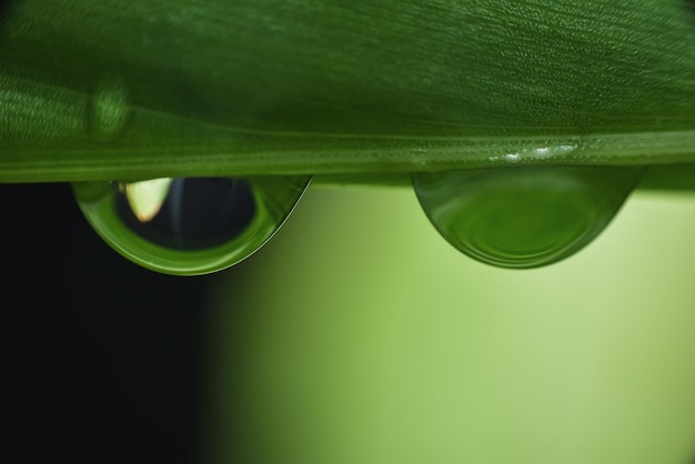 Close-up of water drop on leaf