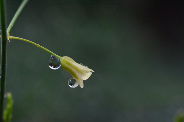 Close-up of water drop on leaf