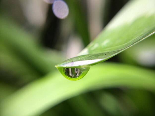 Photo close-up of water drop on leaf