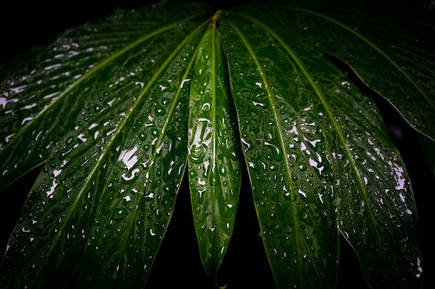 Foto primo piano goccia d'acqua sulla foglia