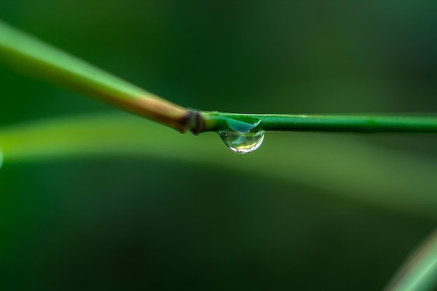 close-up of water drop on plant stem