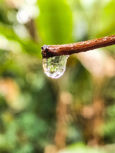 Close-up of water drop on plant