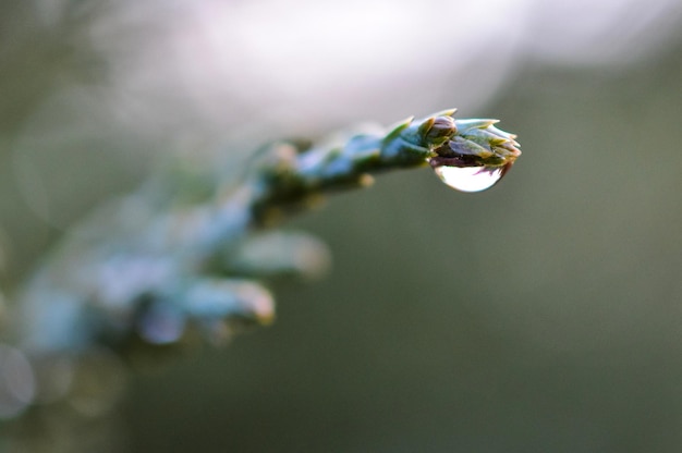 close-up of water drop on plant