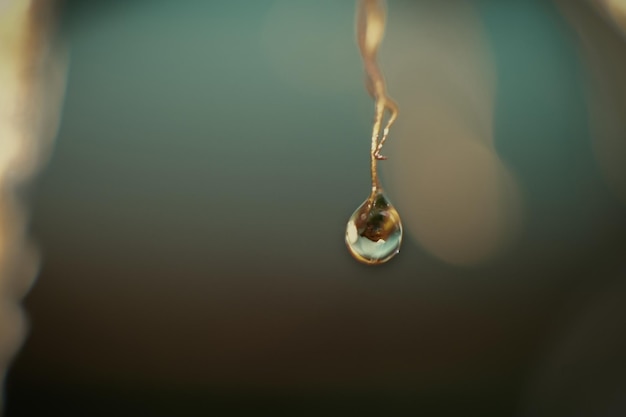 Close-up of water drop on plant